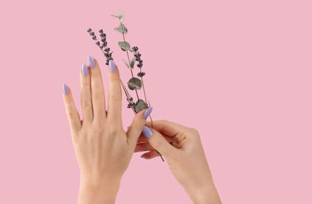 Hands of a beautiful well-groomed with feminine violet lavender nails gel polish on a pink background eucalyptus branches. Manicure, pedicure beauty salon concept.の写真素材