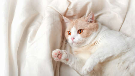 White domestic cat with red big eyes and a pink nose looks macro. Portrait. Scottish Straight lies on a cream bed and looks at homeの写真素材