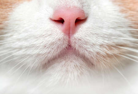 Cute feline pink nose macro close-up, White red cat with a mustache macroの写真素材