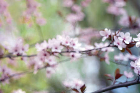 Blurred focus spring flowering trees with white pink flowers in the garden. spring background.