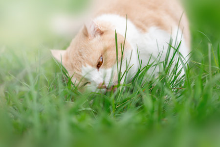 A domestic cat eats fresh grass in nature. Scottish Straight white, red pet.の写真素材