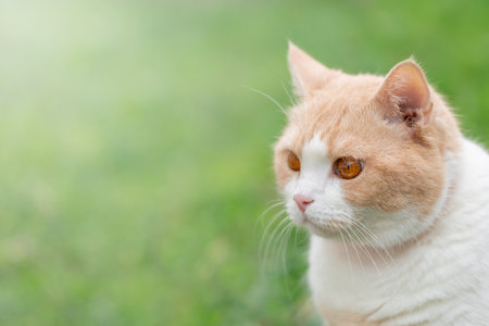 Peach-colored Scottish Straight domestic cat with pink nose and red eyes outdoors in spring, portrait, close-up with copy spaceの写真素材