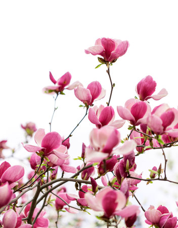 Magnolia purple magnolia flowering tree in spring, large flowersの写真素材