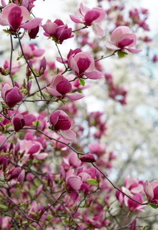 Magnolia purple magnolia flowering tree in spring, large flowersの写真素材