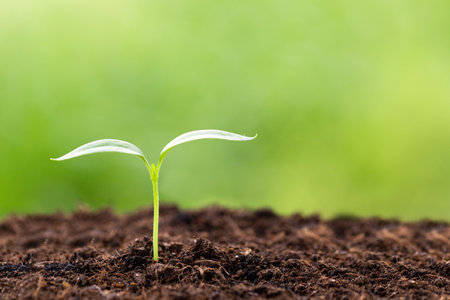 Bell pepper seedling grows in soil, cultivation. Bell pepper seedling grows in soil, cultivation. Against the backdrop of nature.の写真素材