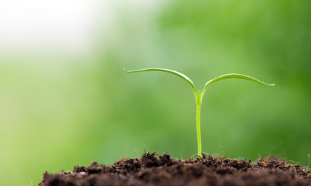 Bell pepper seedling grows in soil, cultivation. Bell pepper seedling grows in soil, cultivation. Against the backdrop of nature. real photoの写真素材