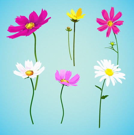 Set of wild summer flowers: chamomile and kosmeya, vector illustrationのイラスト素材