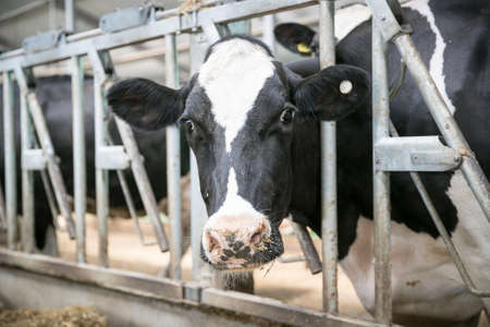 A juvenile of a number of artiodactyl species. Calves are young cattle of both sexes under the age...