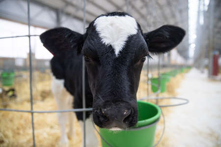 Juveniles are species of artiodactyls. Calves, young cattle of both sexes under the age of one year. Young animals of some wild species are also sometimes referred to as calves.の写真素材