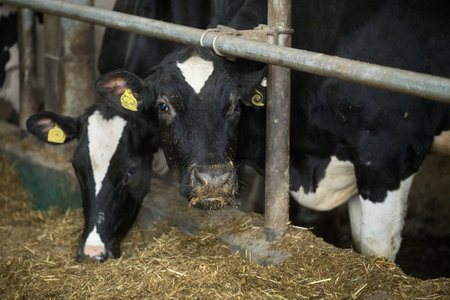 Juveniles are species of artiodactyls. Calves, young cattle of both sexes under the age of one year....