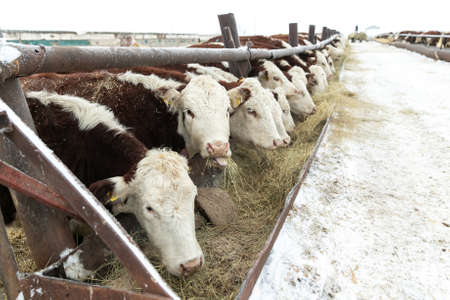 industrial cultivation of cows on a farm Cattle eating grass outdoors in winterの写真素材