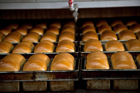 loaves of bread in a bakery on an automated conveyor. bakery productsの写真素材