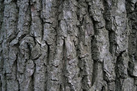 close-up of ald tree bark 