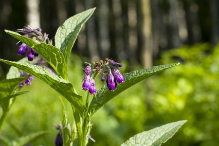 purple flower in the forestの写真素材