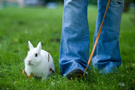 girl with her banny on the green grassの写真素材
