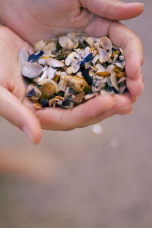 seashells in woman's handsの写真素材