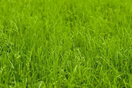 green grass background