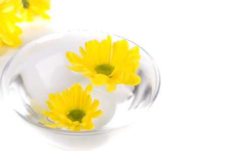 yellow flowers close up floating in waterの写真素材