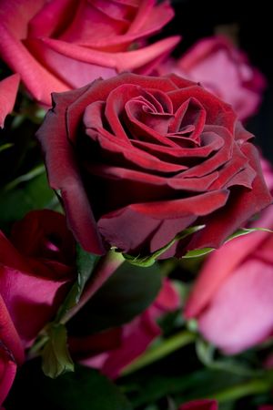 beautiful red roses bouquet closeupの写真素材