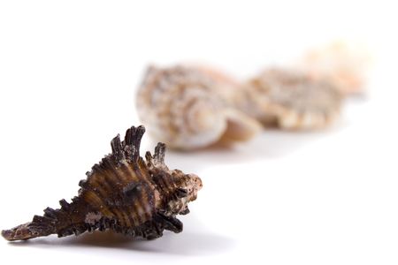 shells on white background