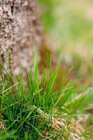 tree bark and green grass closeupの写真素材