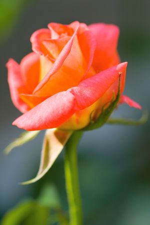 rose in the garden close upの写真素材