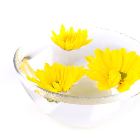 yellow flowers close up floating in waterの写真素材
