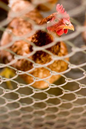 brown hen closeupの写真素材