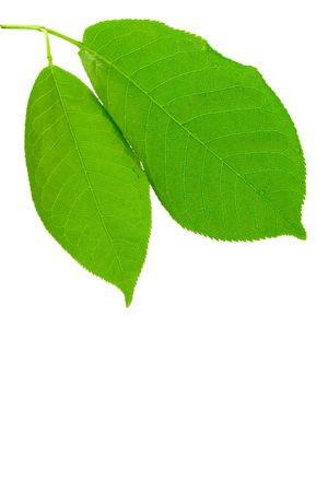 green wet leaves isolated on white background