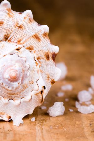 seashell and salt closeup on wooden backgroundの写真素材