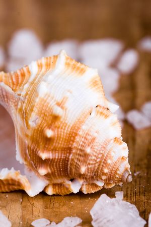 seashell and salt closeup on wooden backgroundの写真素材