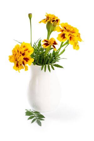 marigold flowers in vase isolated on a white background の写真素材