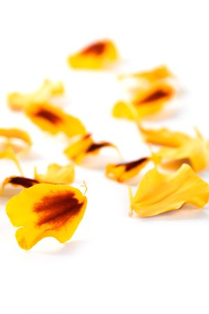 marigold flowers petals isolated on a white background の写真素材