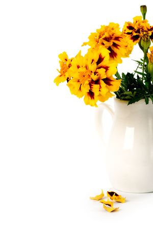 marigold flowers in vase isolated on a white background の写真素材