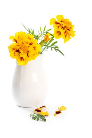 marigold flowers in vase isolated on a white background の写真素材