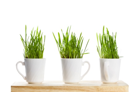 fresh green grass in coffee cups isolated on white background (sample text)の写真素材
