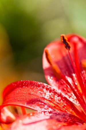 closeup image of a red lilly flower with water dropsの写真素材