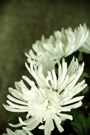 beautiful white chrysanthemum with water dropsの写真素材