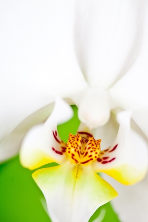 macro image of white orchid on green backgroundの写真素材