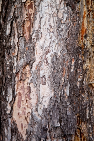 old tree texture background pattern