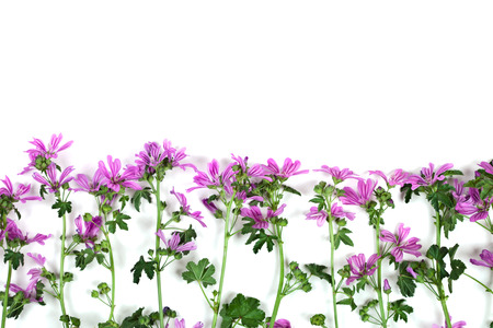 wild violet flowers closeup on white background