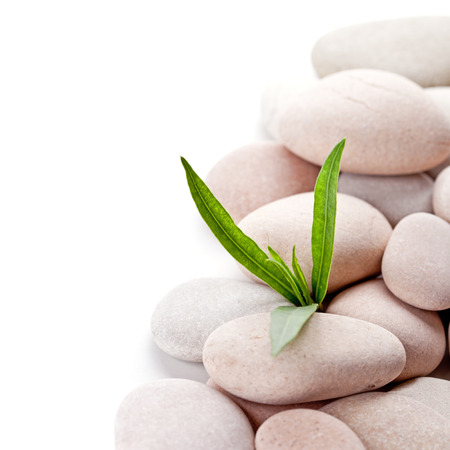stones and green leaves closeup on white background. の写真素材