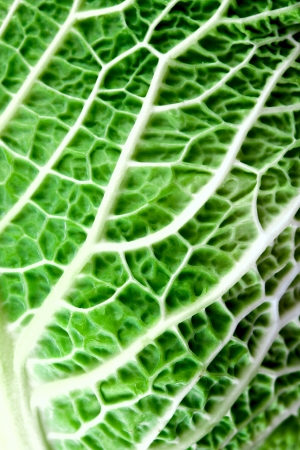 closeup of savoy cabbage leaf, green texture backgroundの写真素材