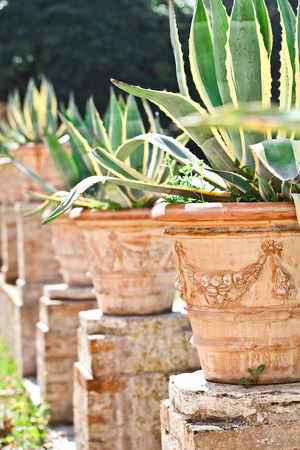 cactuses in a tropical gardenの写真素材
