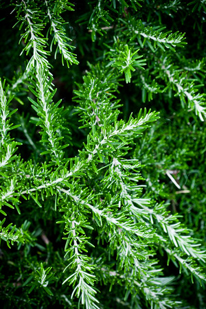 fresh rosemary herb の写真素材