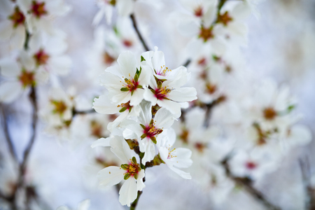 Spring blossoms, white flowers backgroundの写真素材