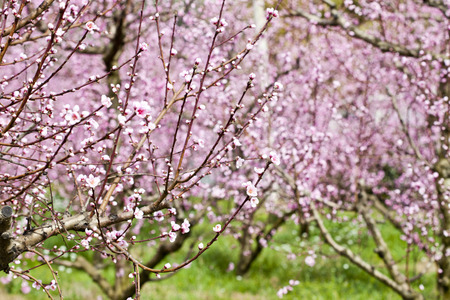 Spring peach garden, pink blossoms. Italy, Marche.の写真素材