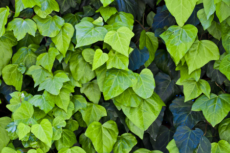 Green leaves pattern background. Natural background and wallpaper.の写真素材