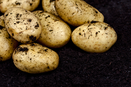 Newly harvested potatoes closeup ond soil background. Fresh organic food.の写真素材