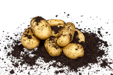 Newly harvested potatoes and soil on white background. Fresh organic food.の写真素材
